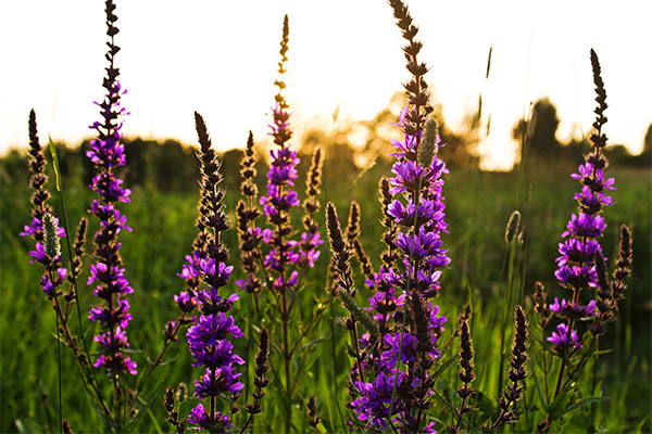 Dickweed in folk medicine