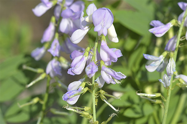 Galaga in folk medicine