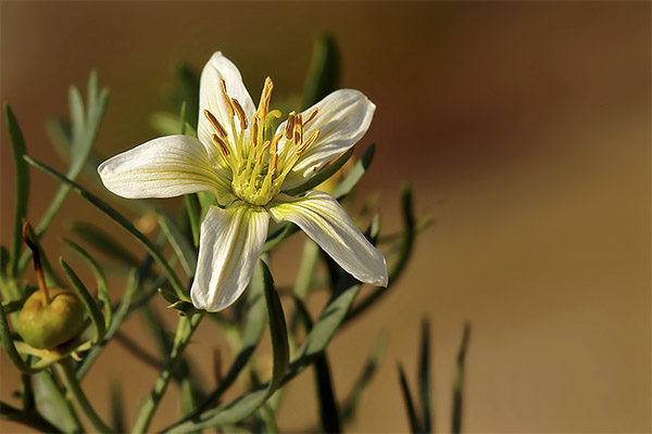 Garmala ordinary in folk medicine