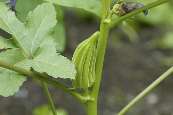 Zaujímavosti o okra