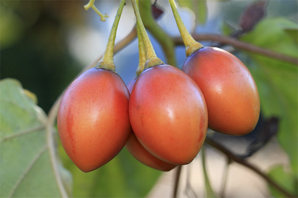 Įdomūs faktai apie tamarillo