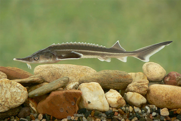 Sturgeon fapte