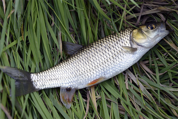 Mullet in traditional medicine