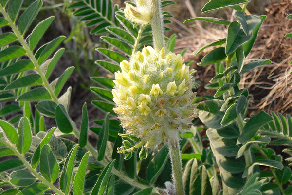 Gydomosios Astragalus vilkdalgių savybės