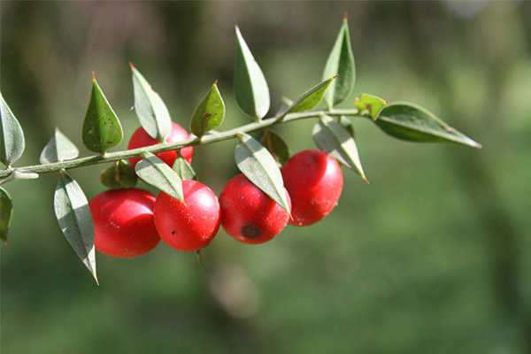 Therapeutic properties of Ruscus needle