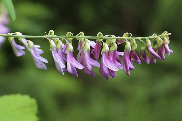 Proprietățile de vindecare ale comfrey