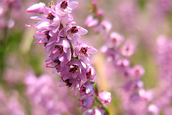 Proprietăți curative Heather