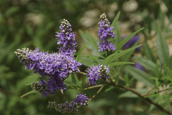 Θεραπευτικές ιδιότητες του ιερού Vitex