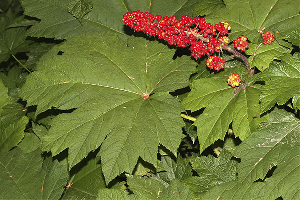 Medicinal properties of Zamanicha