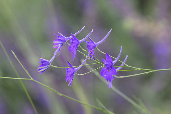 medicinal properties of larkspur