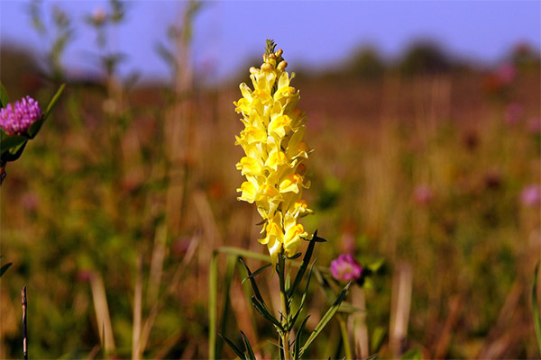 Common linseed in traditional medicine