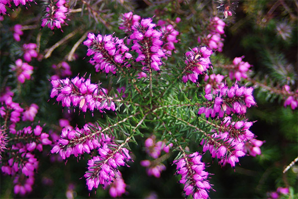 Proprietățile magice ale heather