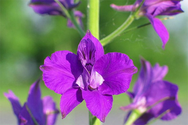 Magic properties of larkspur