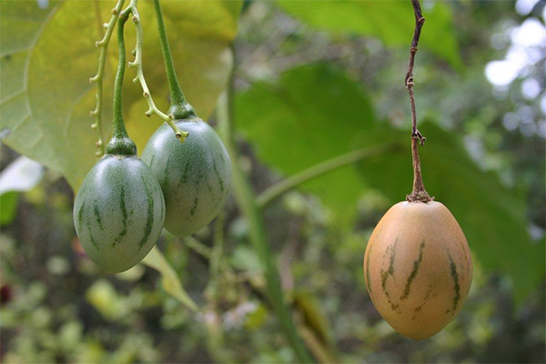 Ar galite auginti tamarillo namuose