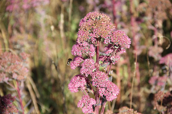 Violetinis pieno raugerškis