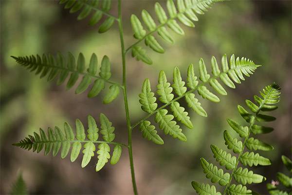 Fern