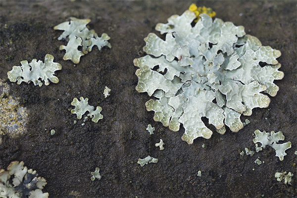 Parmelia in folk medicine