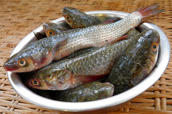 Proprietăți utile de mullet