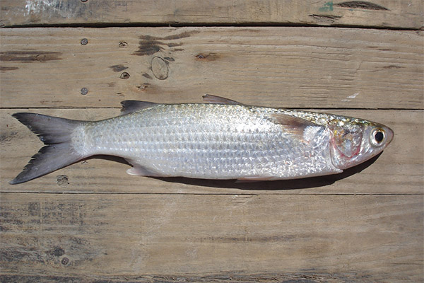 The benefits and harms of mullet