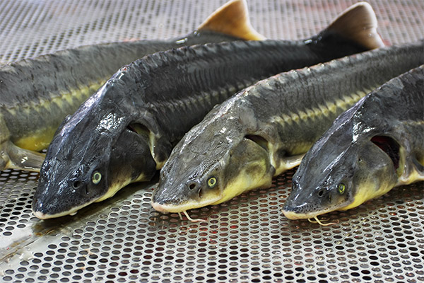 The benefits and harms of sturgeon