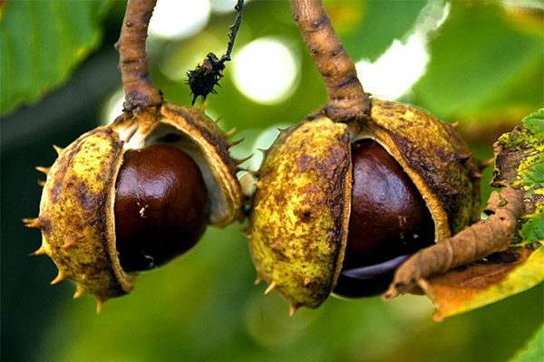 Horse chestnut in cosmetology