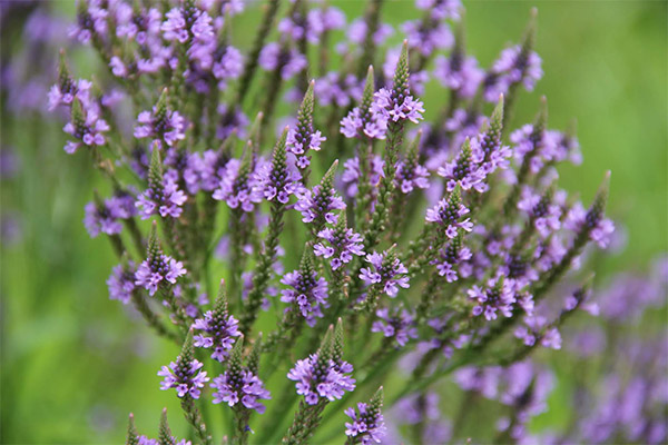 Aplicarea Verbena în cosmetologie