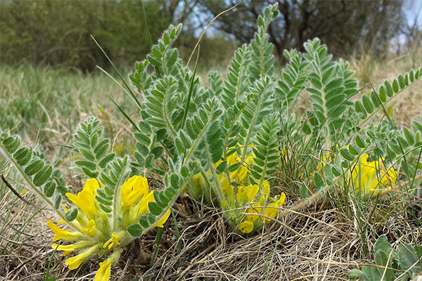 Contraindications to the use of astragalus