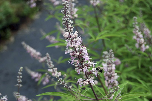 Vitex kontraindikacijos