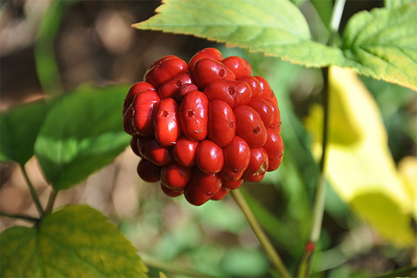 Contraindications to the use of ginseng