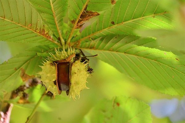 Contraindications to horse chestnut