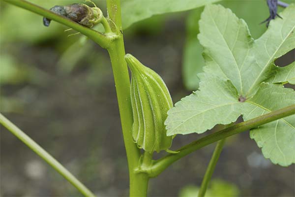 Starostlivosť o okra