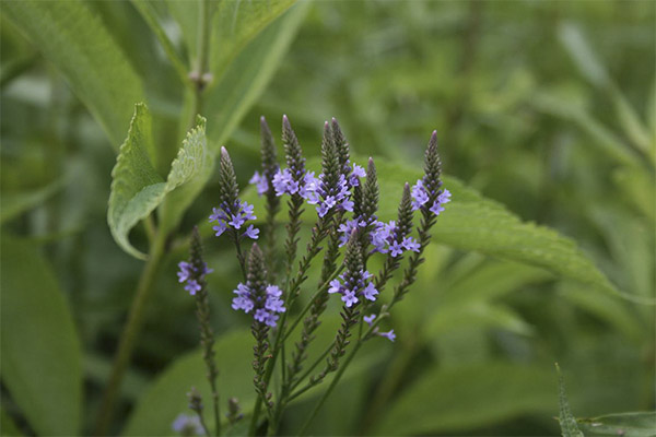 Verbena in folk medicine