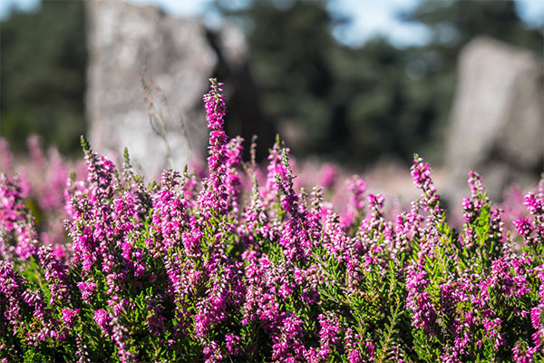 Heather in folk medicine