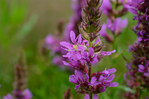 Zāļu kompozīciju veidi ar meadowsweet