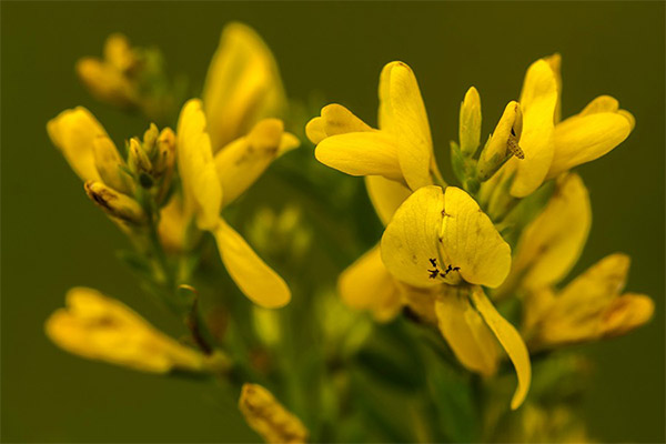 Types of medicinal compositions with dye-grass