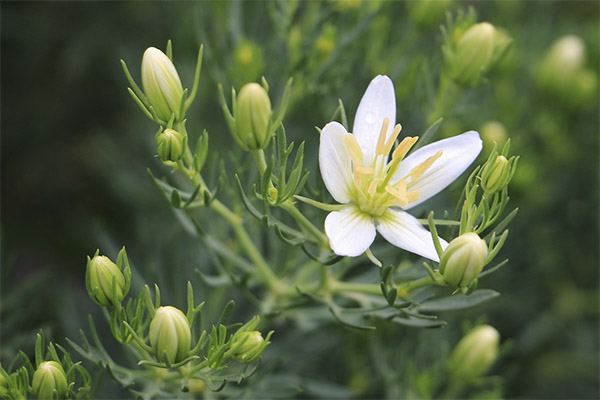 Kinds of medicinal compositions with Garmala