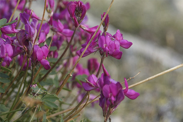 Kinds of medicinal compositions with burnet