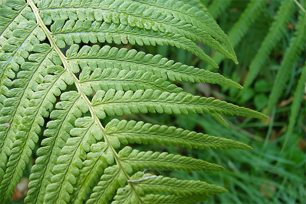 Kinds of medicinal compositions with fern