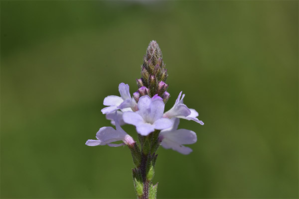 Compuși de vindecare Vervain