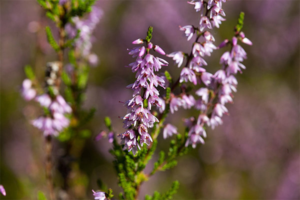 Kinds of medicinal formulas with heather