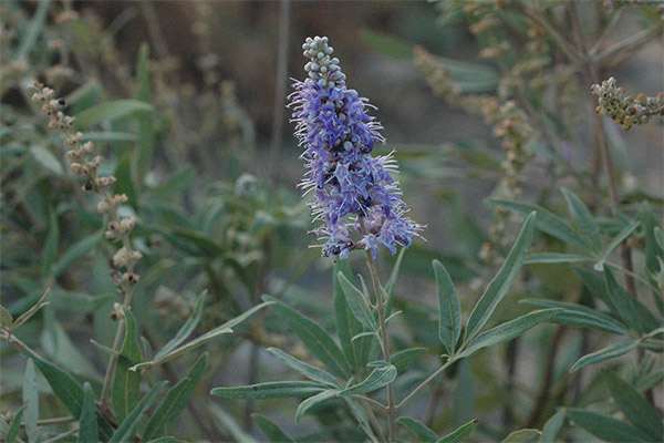 Compoziții de vindecare cu Vitex