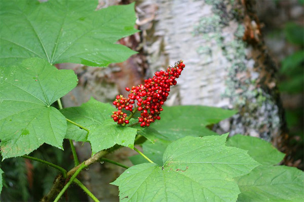 Kinds of medicinal compositions with broomstick