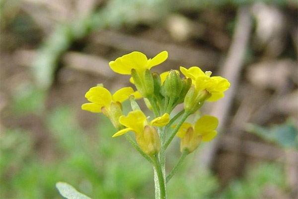 Kinds of medicinal compositions with jaundice