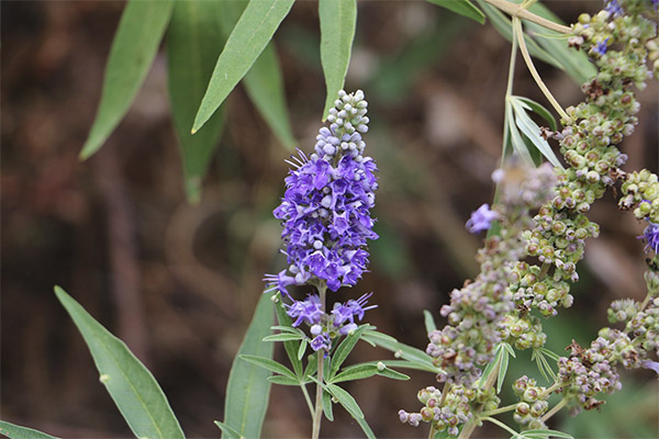 Vitex posvätný v ľudovom liečiteľstve