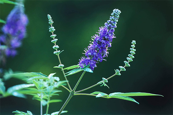 Vitex posvätný