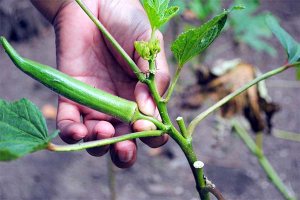 Pestovanie okra