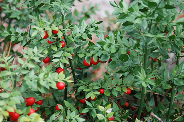 Cultivation of butterscotch