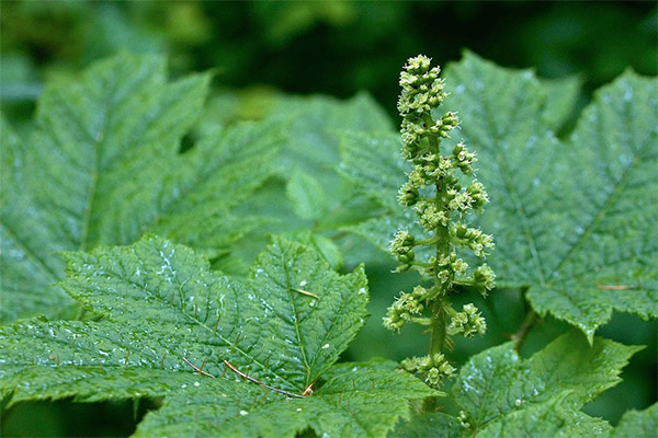 Zamanicha in folk medicine