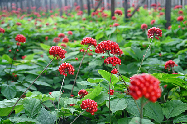 Ginseng in folk medicine