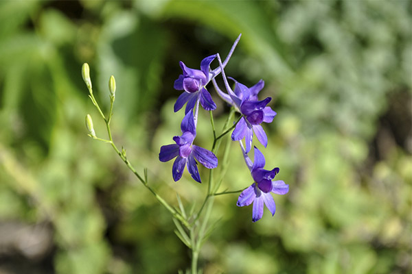 Larkspur tautas medicīnā